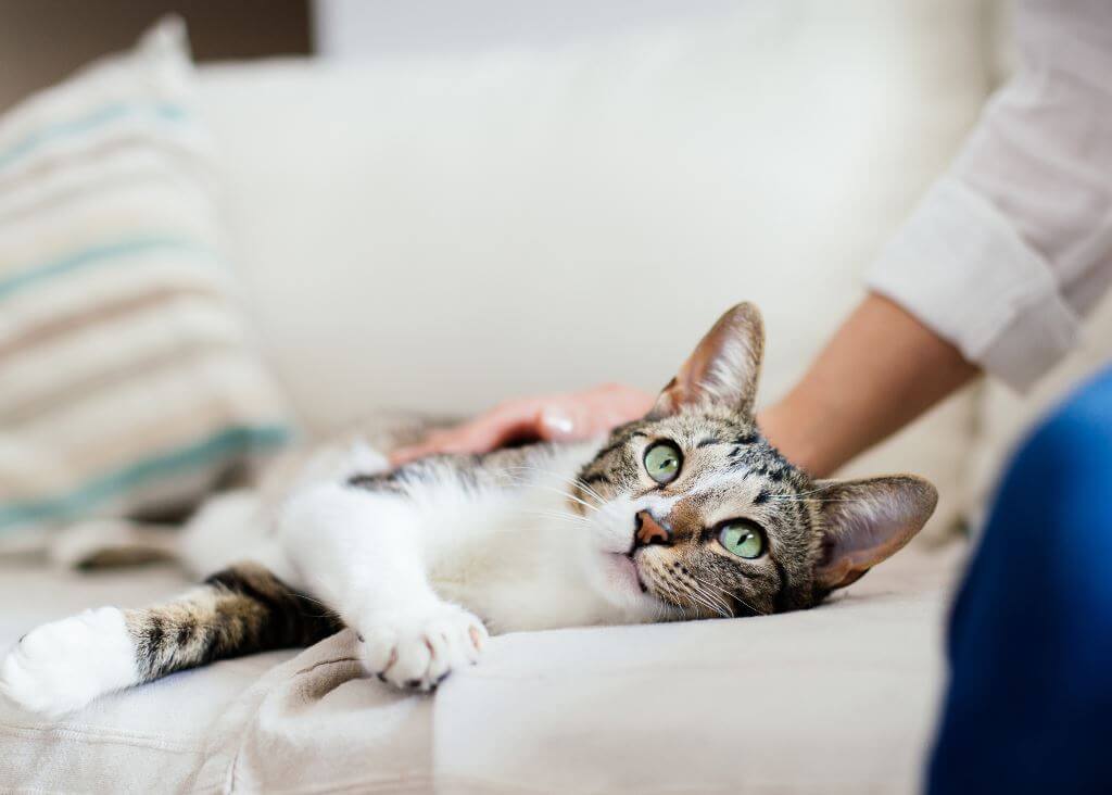 tosse nel gatto cause, sintomi, cura e prevenzione