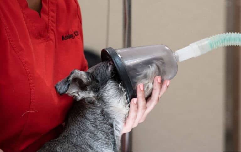 Edema polmonare cane - causa, sintomi, cura e prevenzione