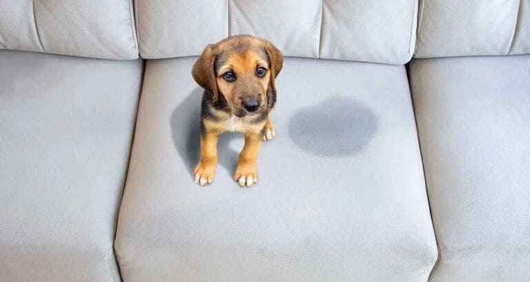 Incontinenza urinaria nel cane cause, sintomi, cura e prevenzione