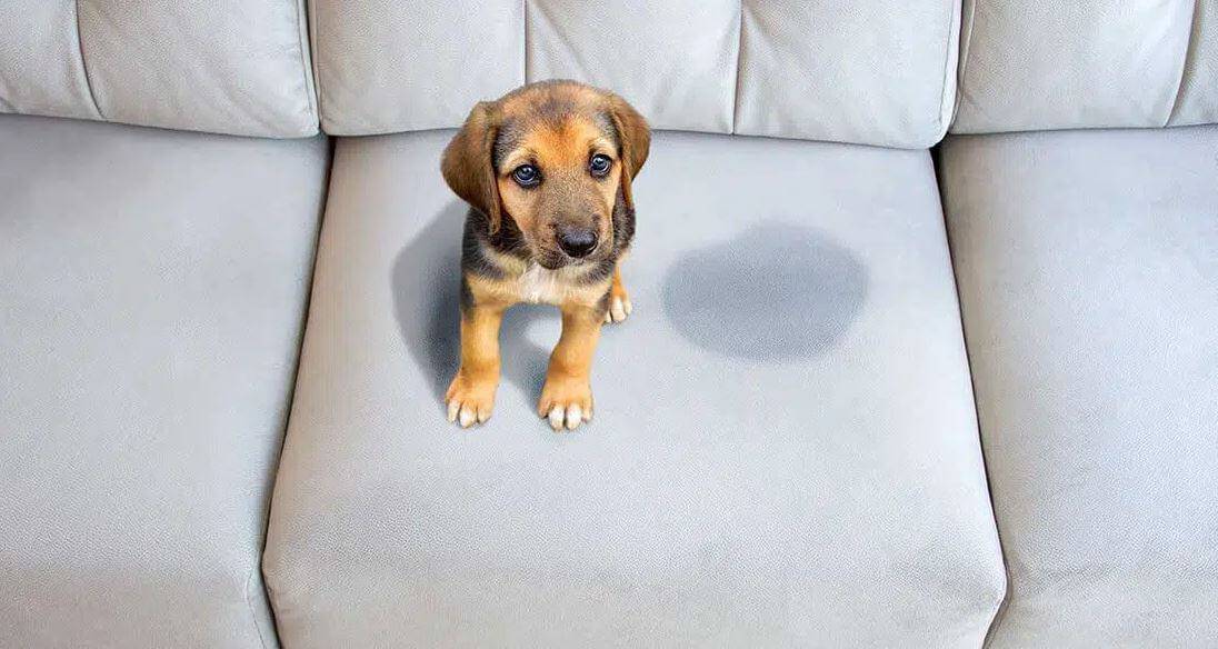 Incontinenza urinaria nel cane cause, sintomi, cura e prevenzione