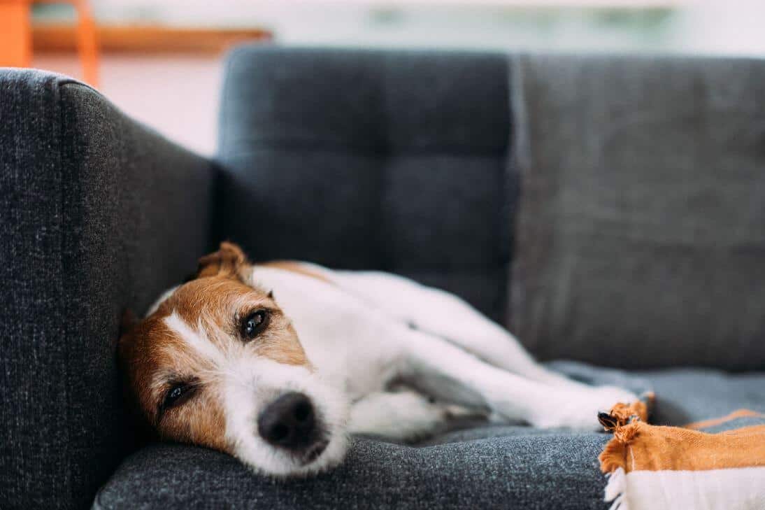 Sindrome vestibolare nel cane causa, diagnosi e trattamento