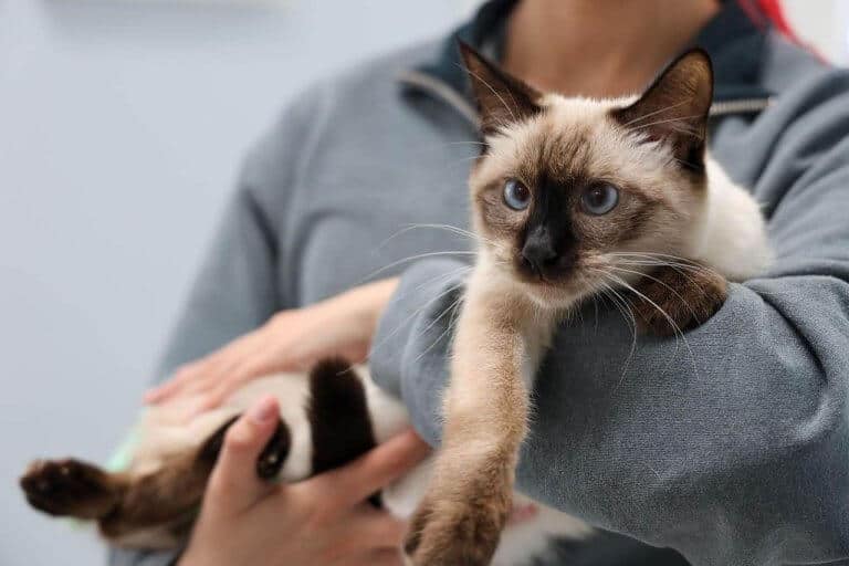 Sindrome vestibolare nel gatto causa, diagnosi e trattamento