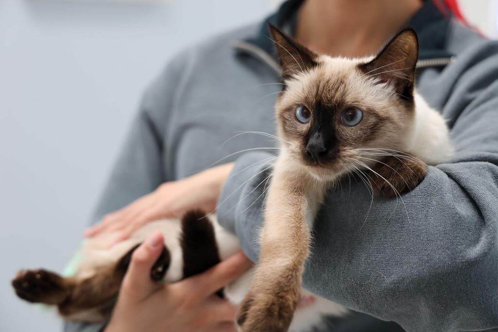 Sindrome vestibolare nel gatto causa, diagnosi e trattamento