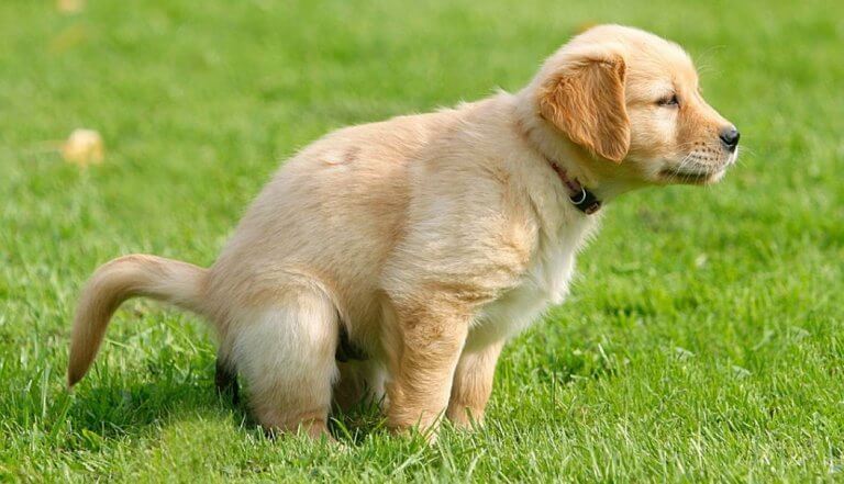 Stitichezza del cane sintomi, cause, cura e prevenzione