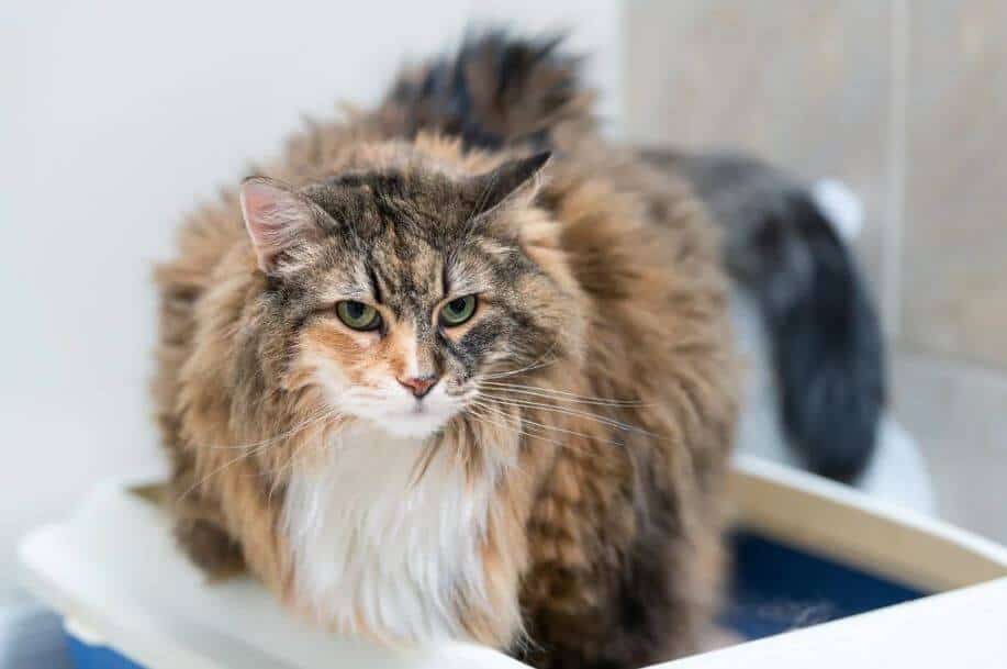 Stitichezza del gatto sintomi, cause, cura e prevenzione