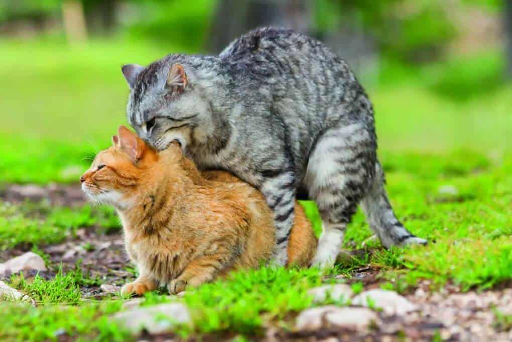 accoppiamento-gatti-fasi-accoppiamento