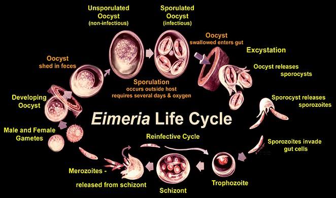 Ciclo di vita dell'Eimeria: dalla formazione delle oocisti alla diffusione.