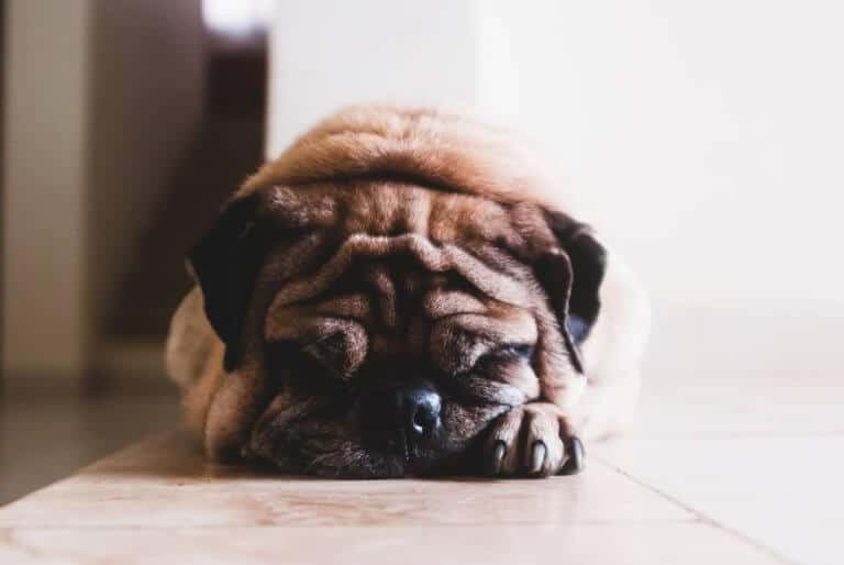 singhiozzo nel cane - cause-rimedi-raccomandazioni e cura