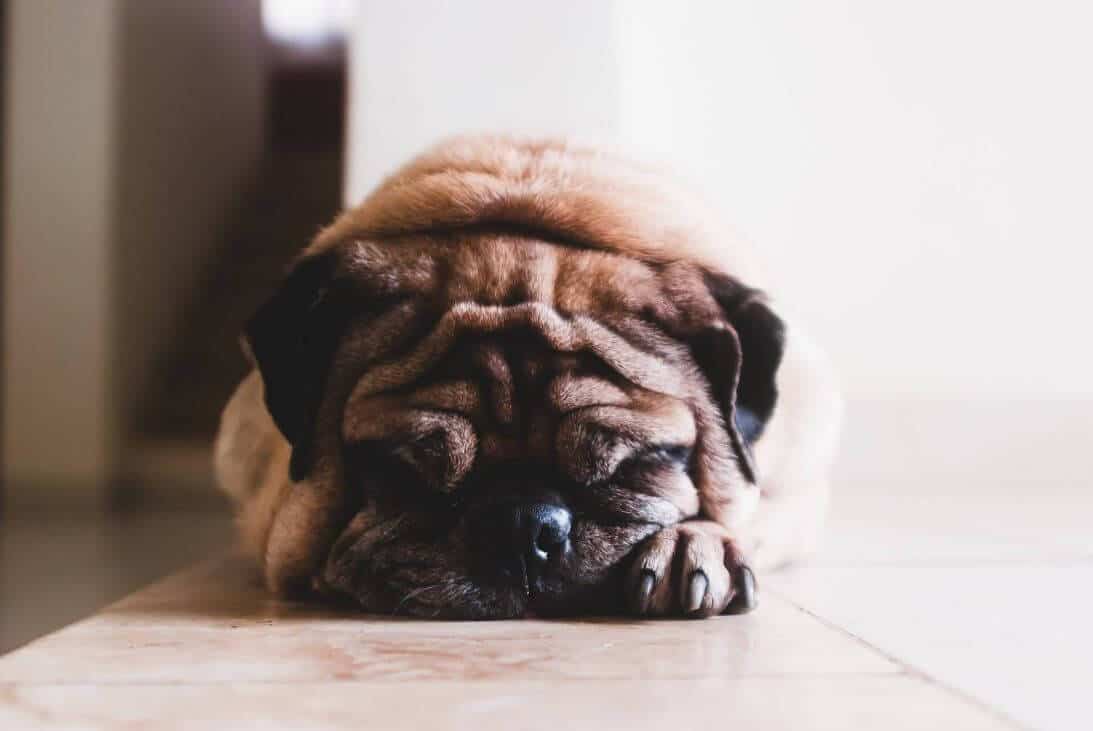 singhiozzo nel cane - cause-rimedi-raccomandazioni e cura