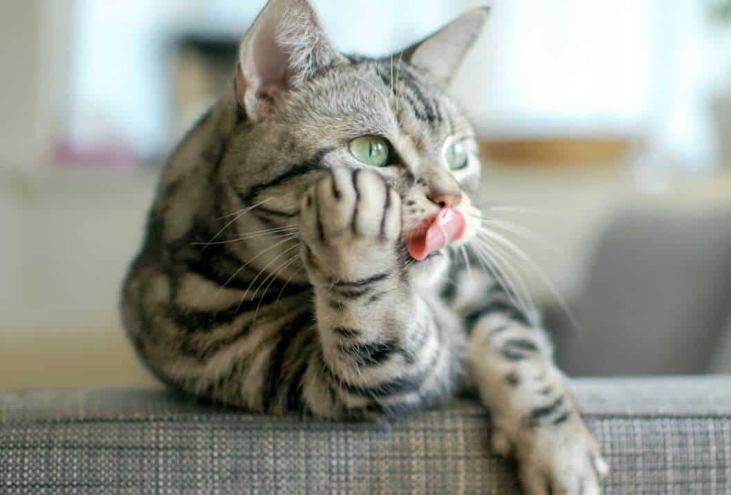 singhiozzo nel gatto - cause-rimedi-raccomandazioni e cura