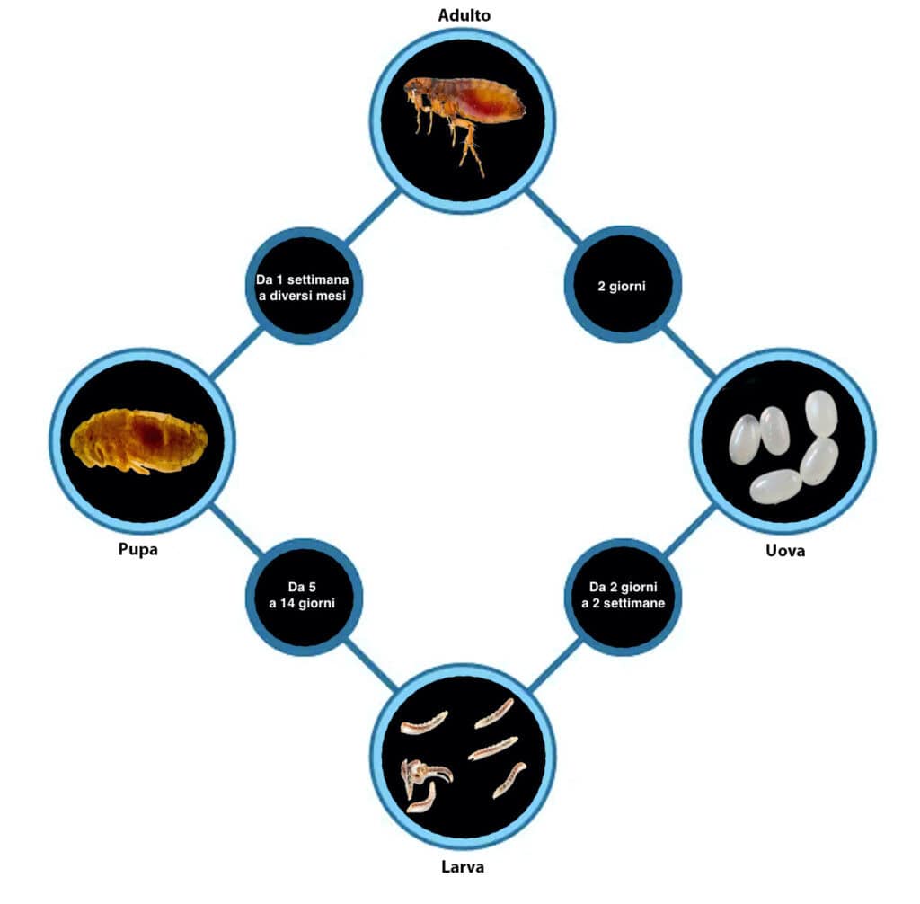 Ciclo di vita delle pulci nel cane: uova, larve, pupe e adulti, con tempi di sviluppo e metodi di el.