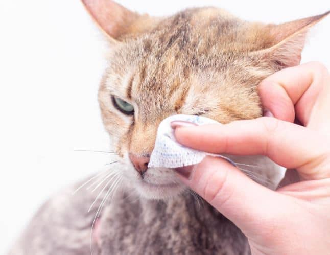 come pulire occhio del gatto congiuntivite